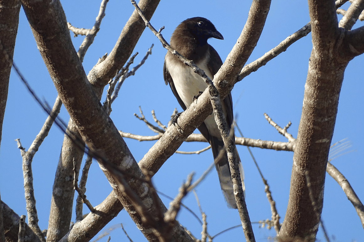 A Contemplative Experience — Bird Watching Tour Sian Ka'an