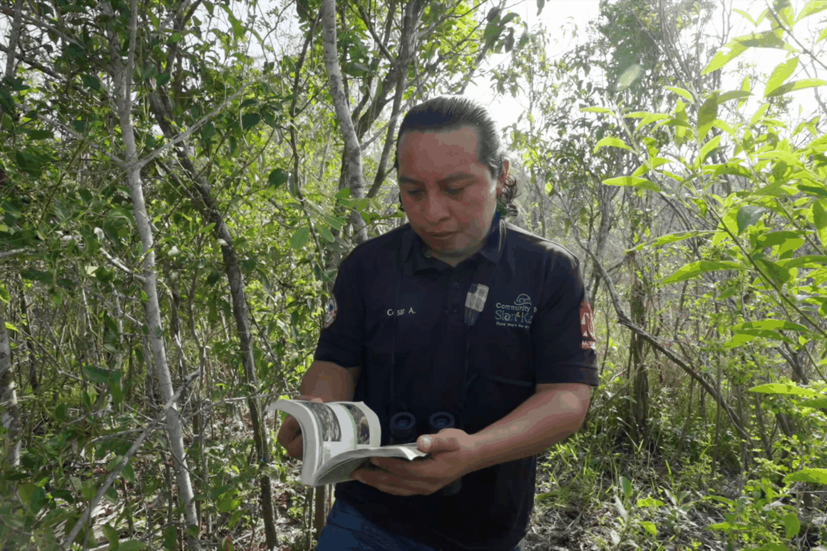 Discover the Healing Wisdom of Plants — Bird Watching Tour Sian Ka'an