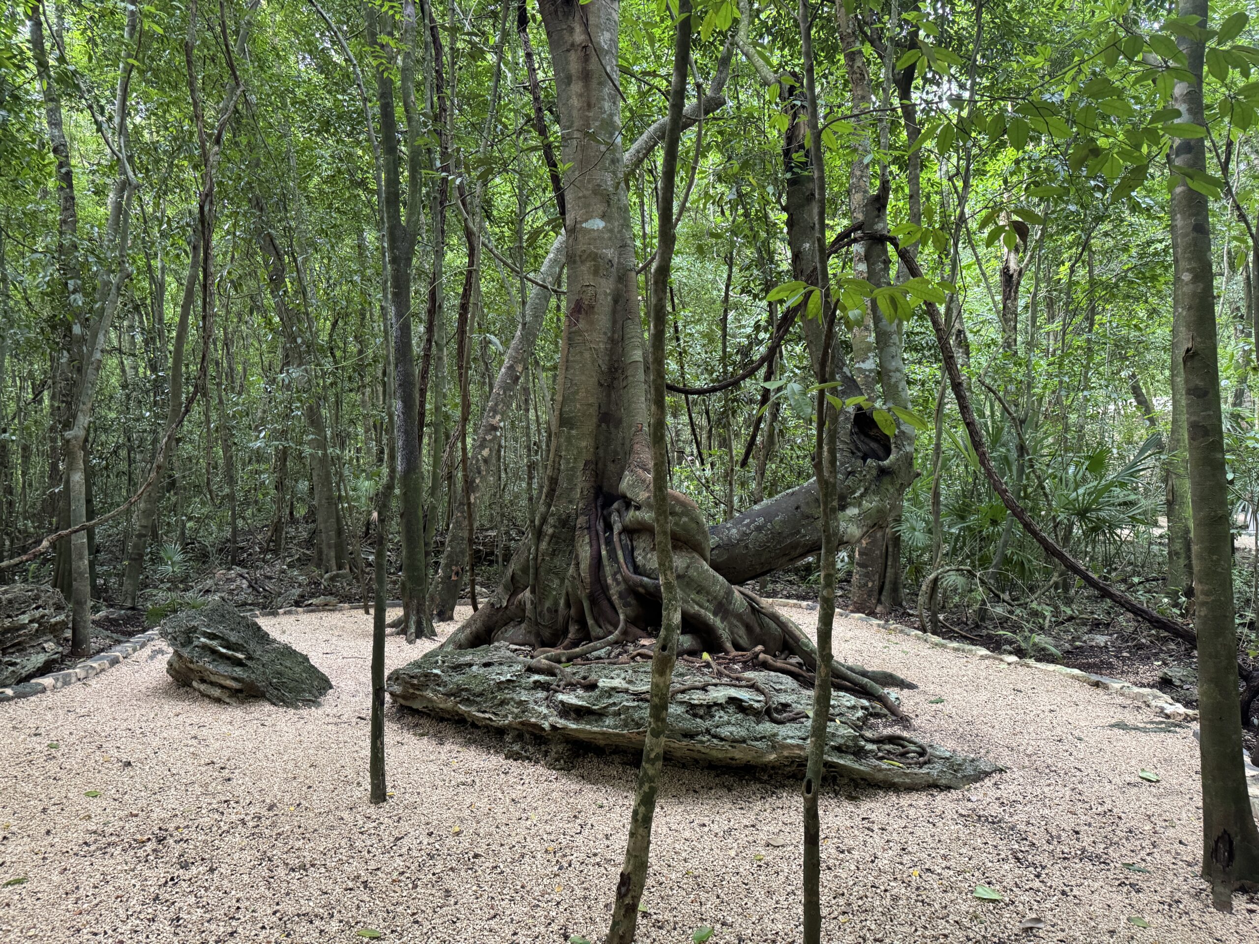 Tree roots wrapped around stone along the jungle trail at the Muyil archaeological zone near Tulum
