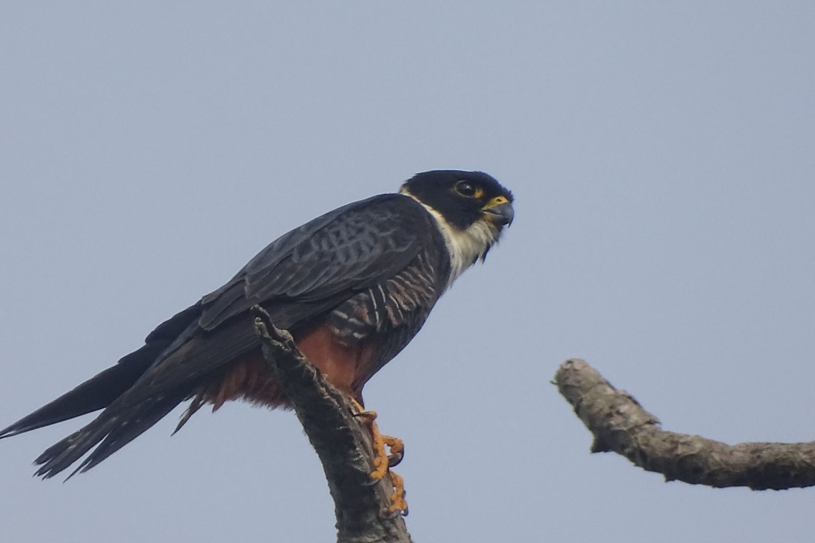 Bat falcon perched on a bare branch against the blue sky in Sian Ka an