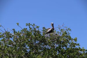 Brown pelicans perched on top of the mangrove against a blue sky in Sian Ka´an