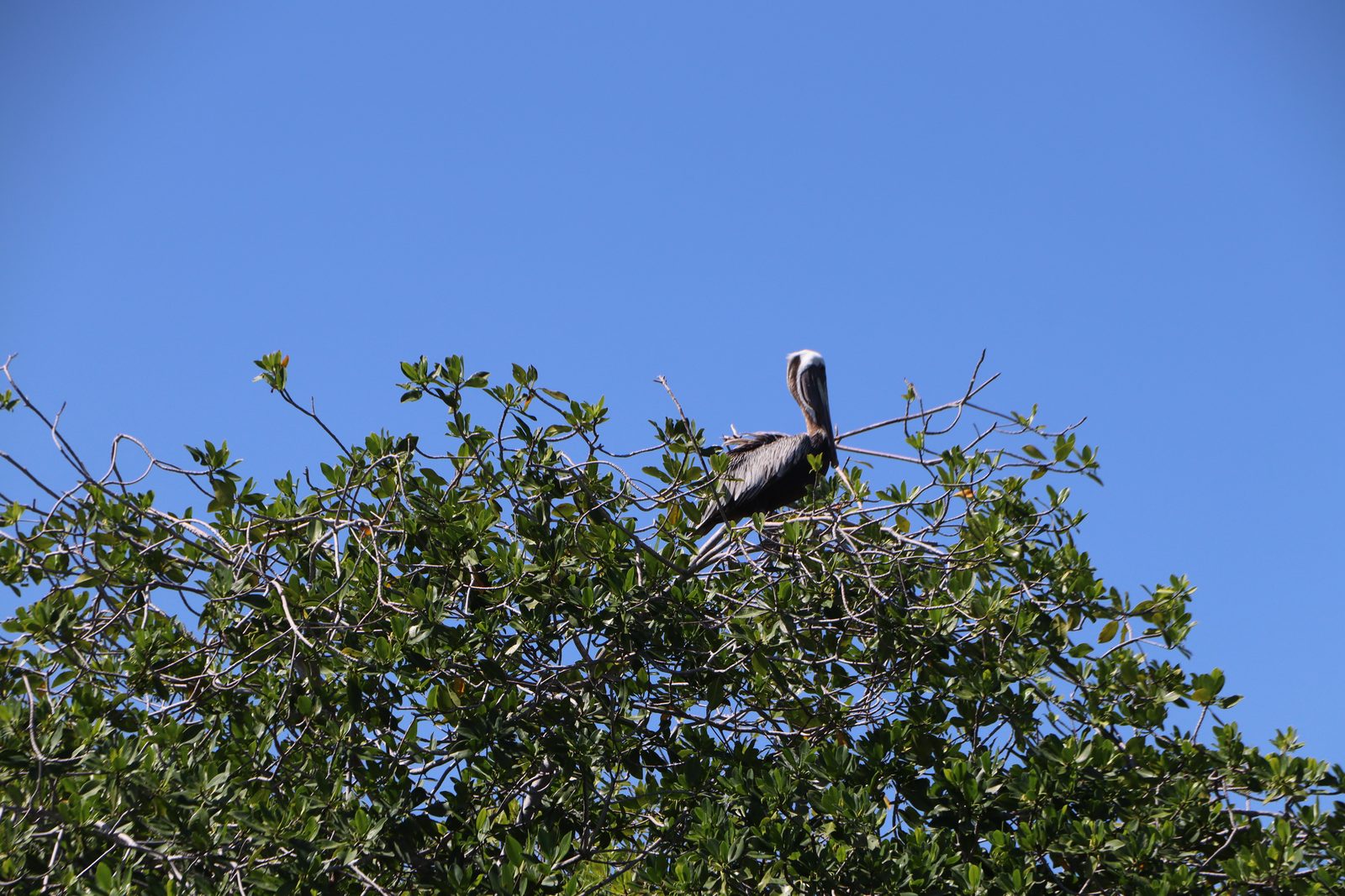 Brown pelicans perched on top of the mangrove against a blue sky in Sian Ka an
