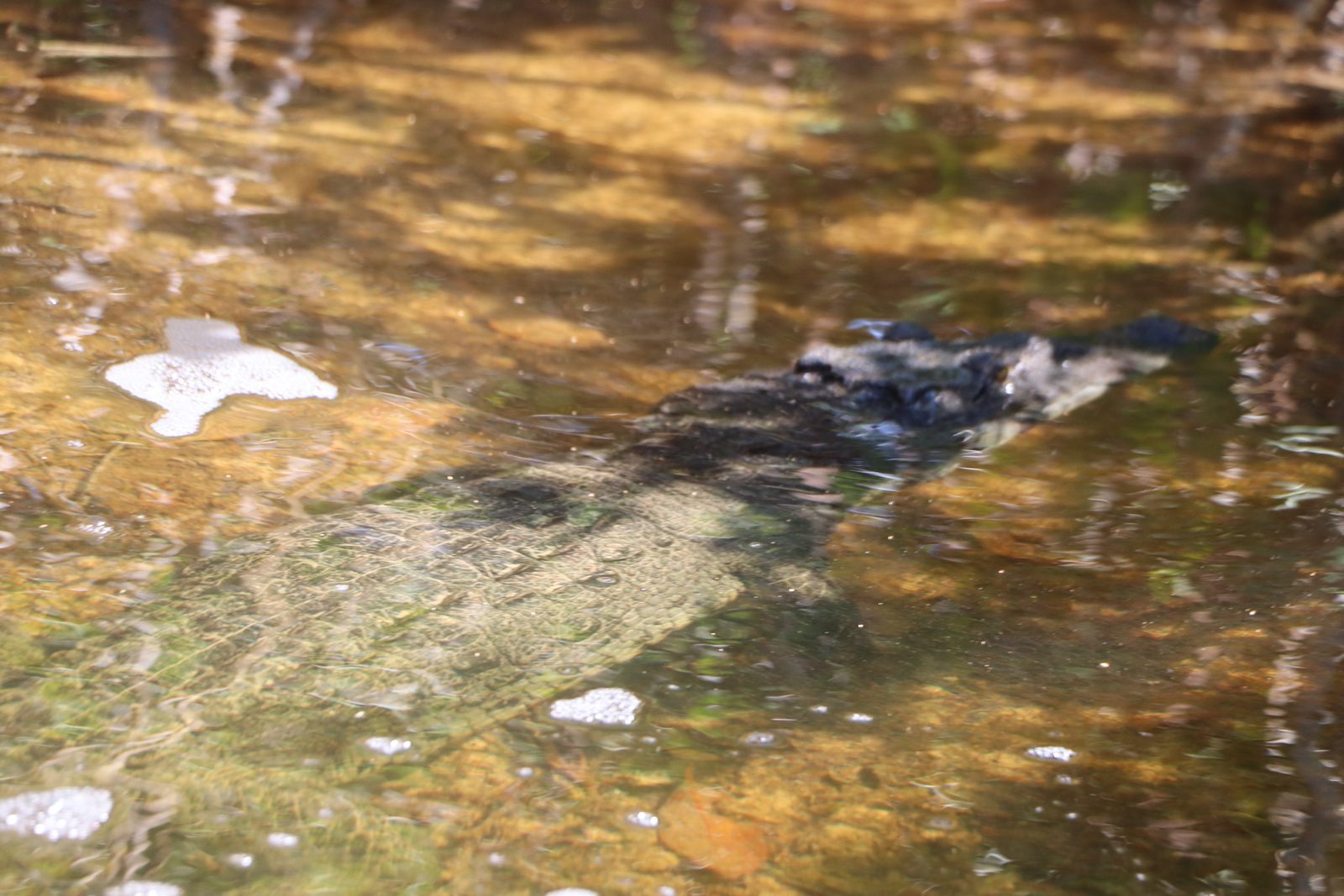 Crocodile camouflaged in golden shallow water in Sian Ka an