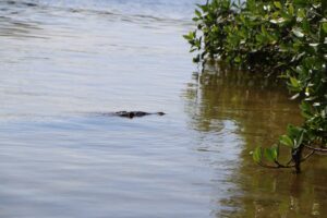 Crocodile swimming along the mangrove edge of a green lagoon in Sian Ka´an