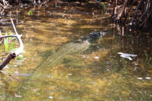 Morelet´s crocodile resting in a shallow mangrove channel of Sian Ka´an