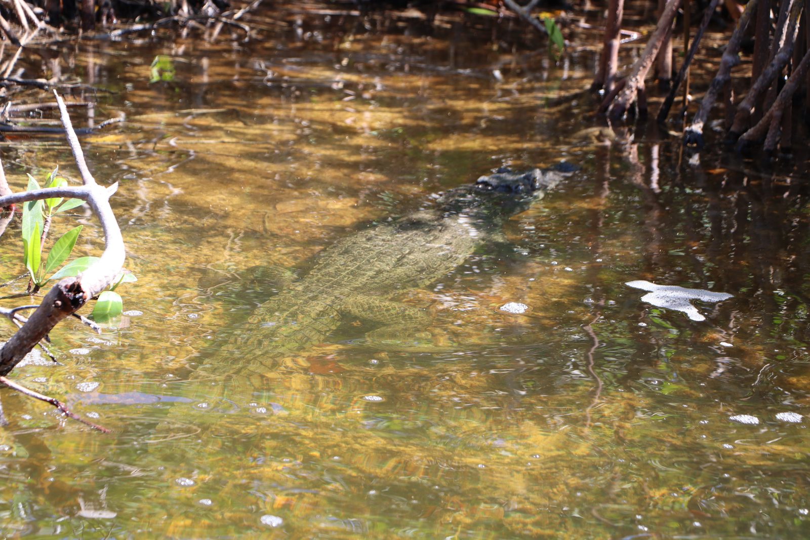 Morelet crocodile resting in a shallow mangrove channel of Sian Ka an