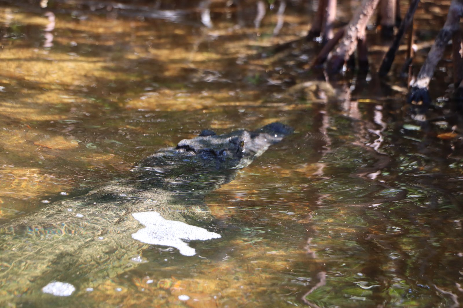 Close-up of a crocodile swimming with its head above water near mangrove roots in Sian Ka an