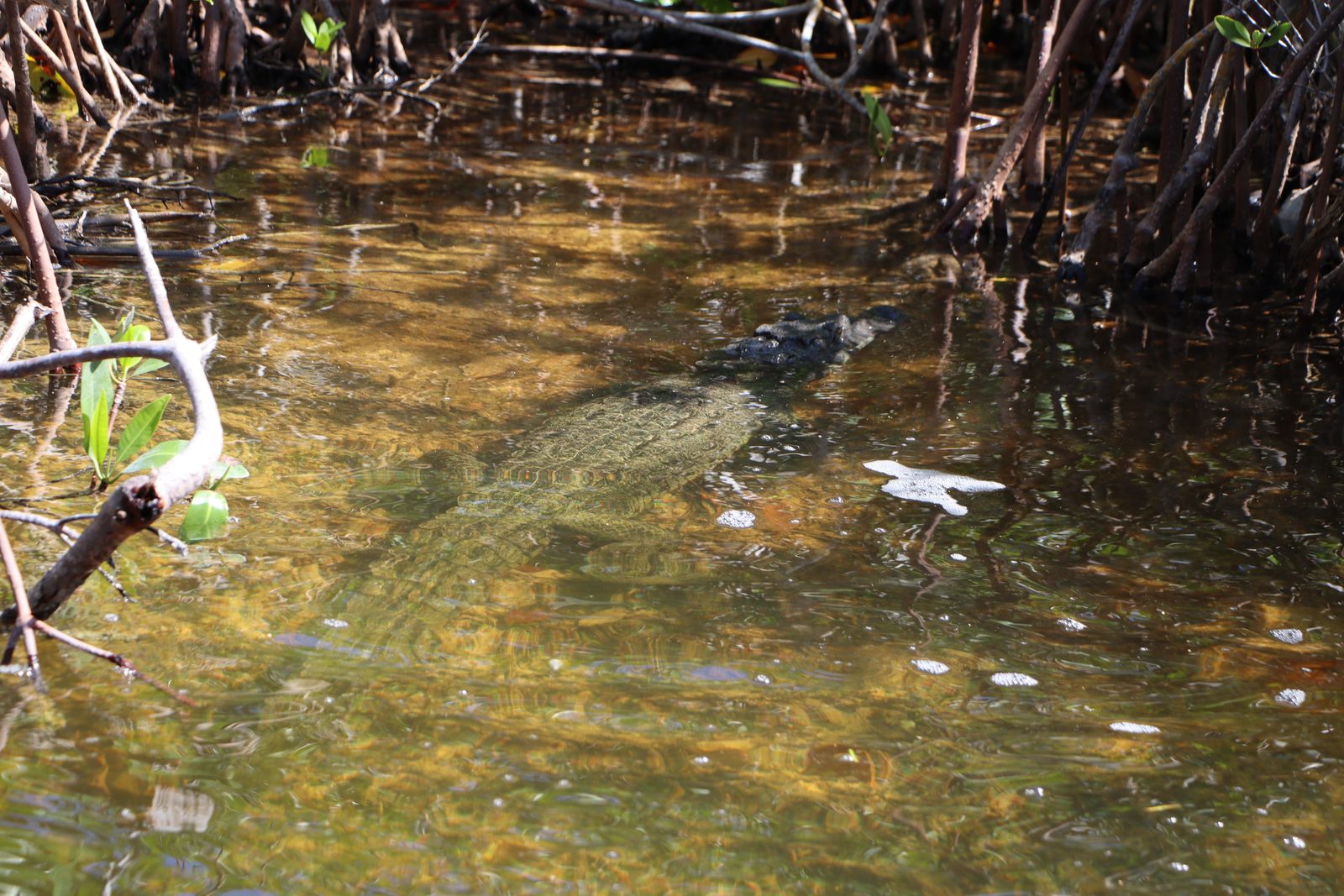 Crocodile with its full body visible underwater between mangrove roots in Sian Ka an