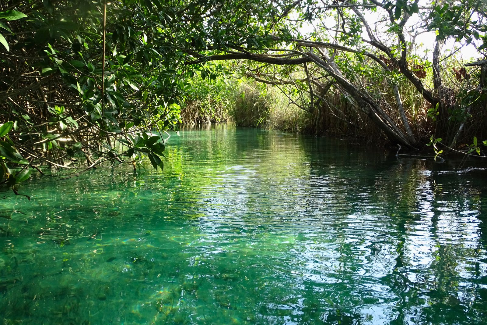 Emerald green water of the mangrove canal under a tunnel of trees in Sian Ka an