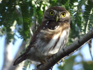 Ferruginous pygmy-owl with bright yellow eyes perched on a branch in Sian Ka´an