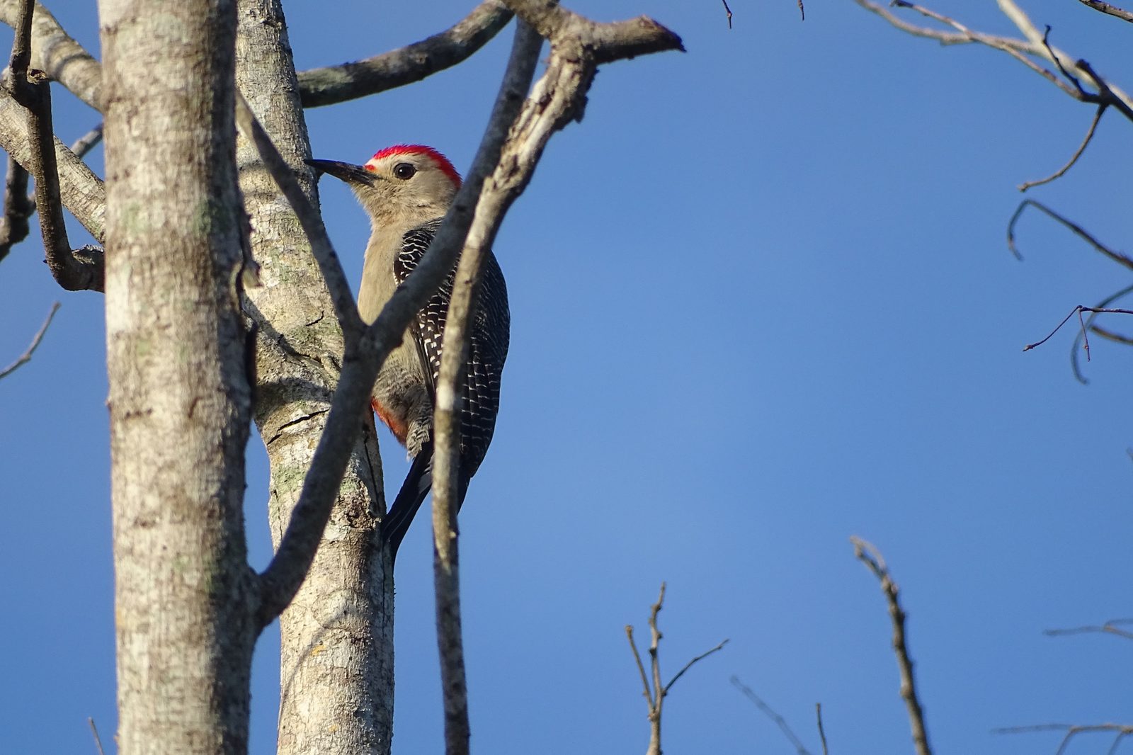 Golden-fronted woodpecker clinging to a trunk against blue sky in Sian Ka an