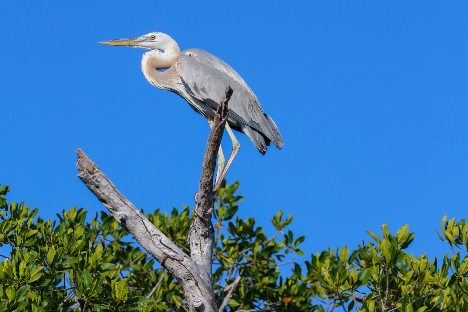 Great blue heron perched on a dead branch against blue sky in Sian Ka an