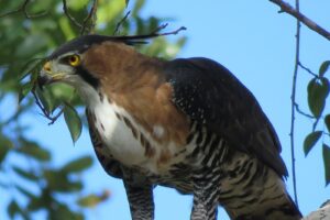 Bird of prey perched among branches during the bird watching tour in Sian Ka´an