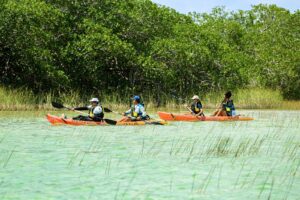 Visitors paddling orange kayaks along the reeds of a turquoise lagoon in Sian Ka´an
