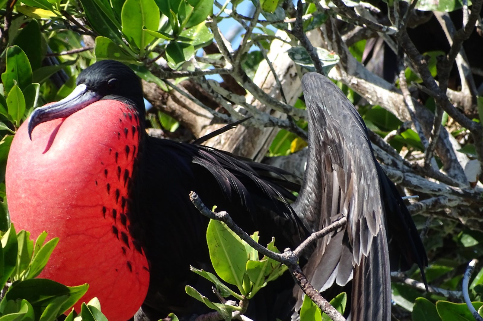 Male magnificent frigatebird with inflated red pouch in the mangroves of Sian Ka an