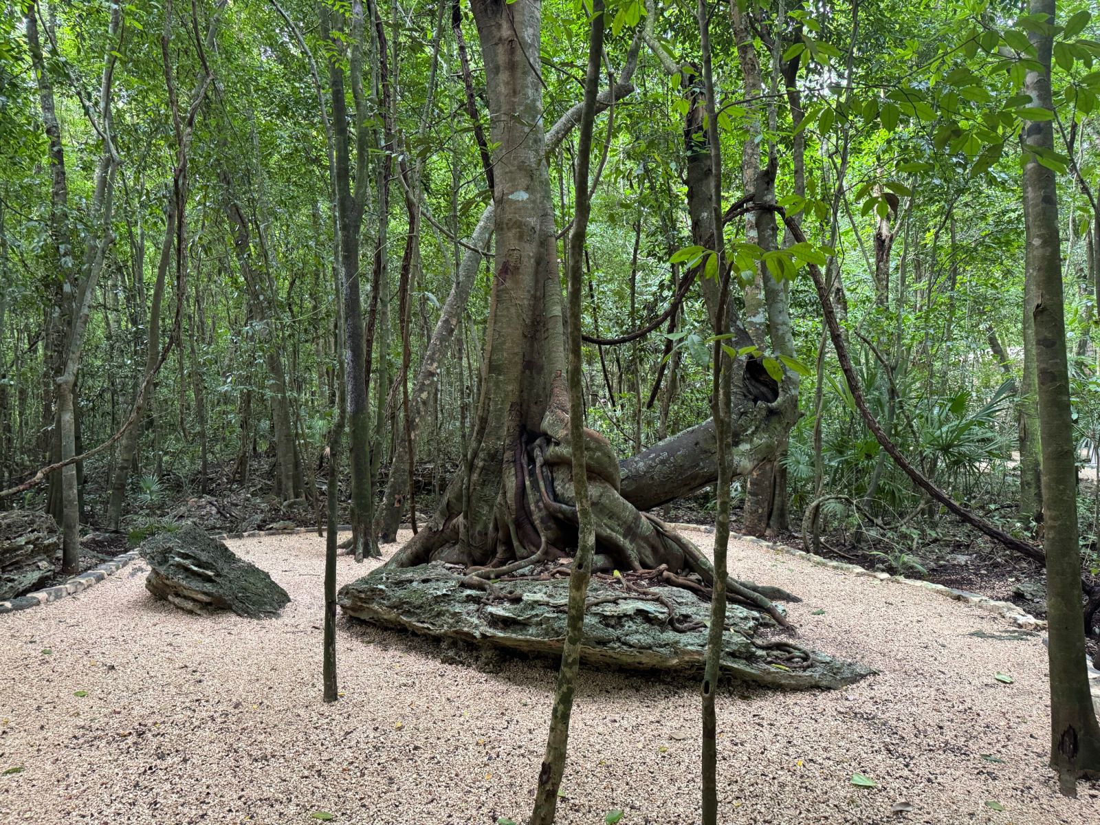 Tree roots wrapped around stone along the jungle trail at the Muyil archaeological zone near Tulum