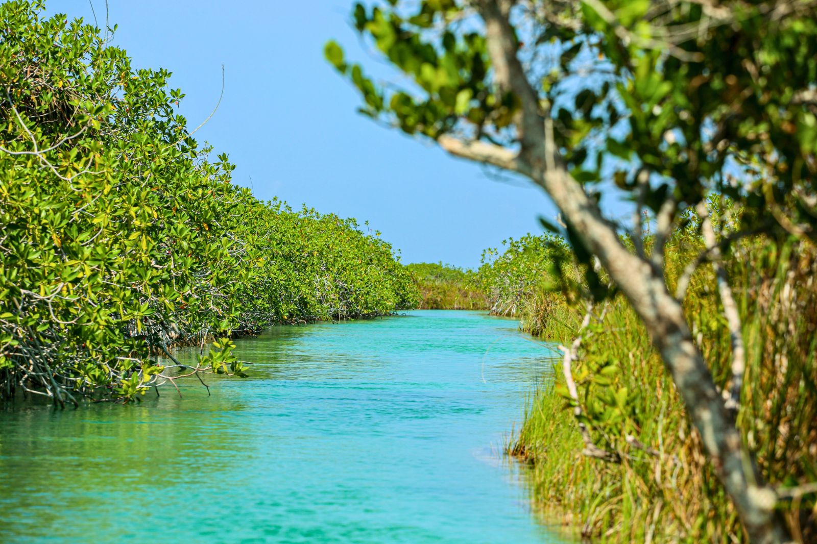 Floating through the ancient Mayan canal in Sian Ka'an — orchids, bromeliads and mangroves lining the waterway