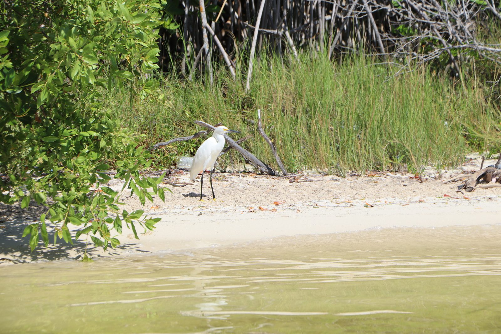 Snowy egret standing at the edge of a white sand beach in Sian Ka an
