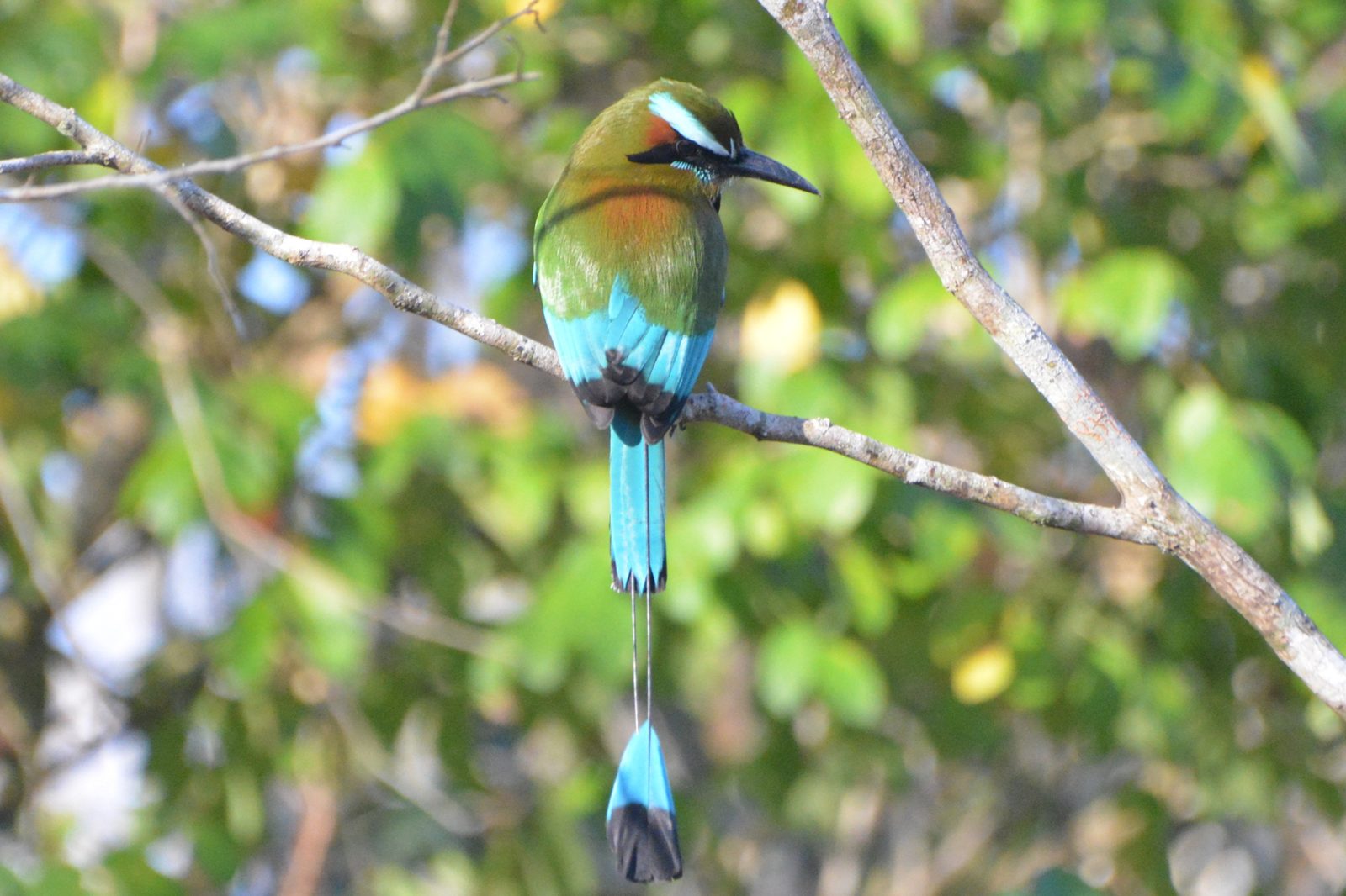 Turquoise-browed motmot, the toh bird sacred to the Maya, perched with its racket tail visible