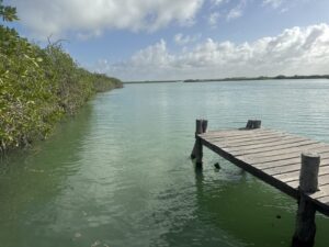 Wooden dock reaching into the green lagoon beside mangroves in Sian Ka´an