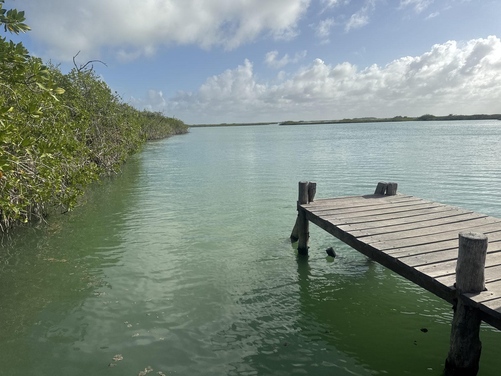 Wooden dock reaching into the green lagoon beside mangroves in Sian Ka an