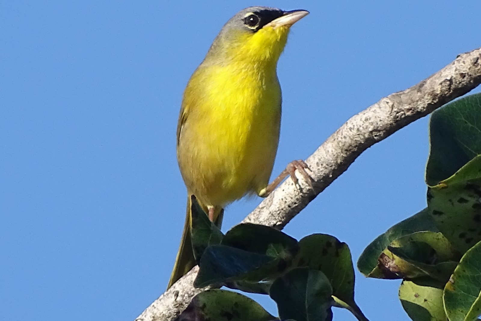 Yellow warbler perched on a thin branch against blue sky in Sian Ka an