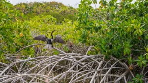Anhinga with wings spread to dry, perched on red mangrove roots