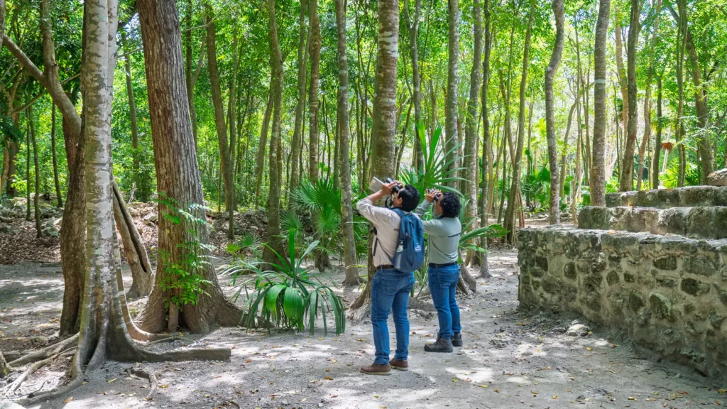 Two birders on a jungle path beside an old stone wall