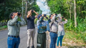 Group of birdwatchers looking up through binoculars at the jungle edge