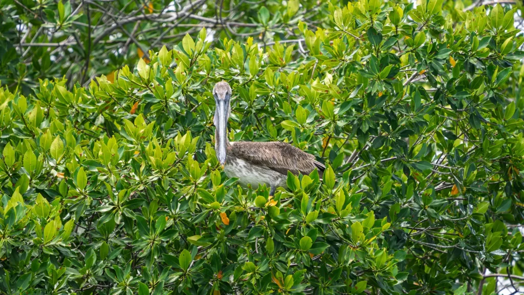 Brown pelican close up in the mangroves of Sian Ka'an