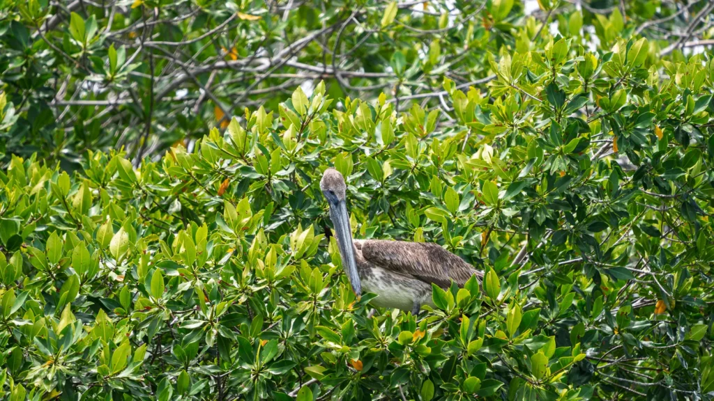 Brown pelican sitting in the green mangrove canopy