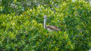 Brown pelican resting on top of a mangrove in Sian Ka'an