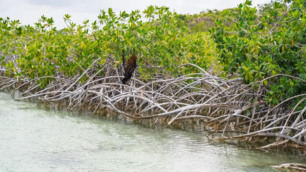 Cormorant perched on the arching roots of a mangrove