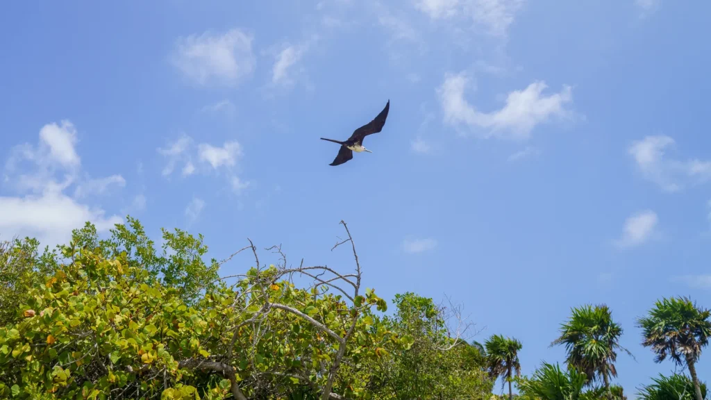 Frigatebird flying over the mangrove canopy