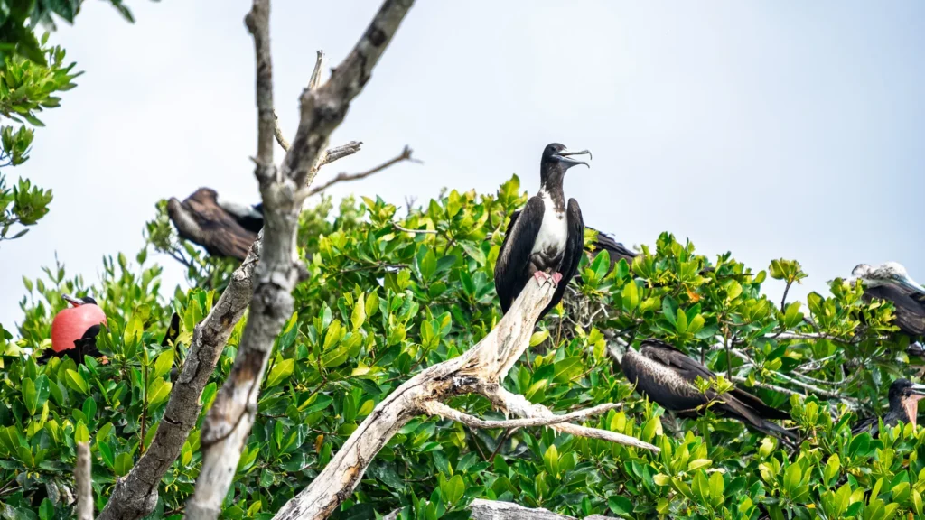Magnificent frigatebirds perched and nesting on dry mangrove branches