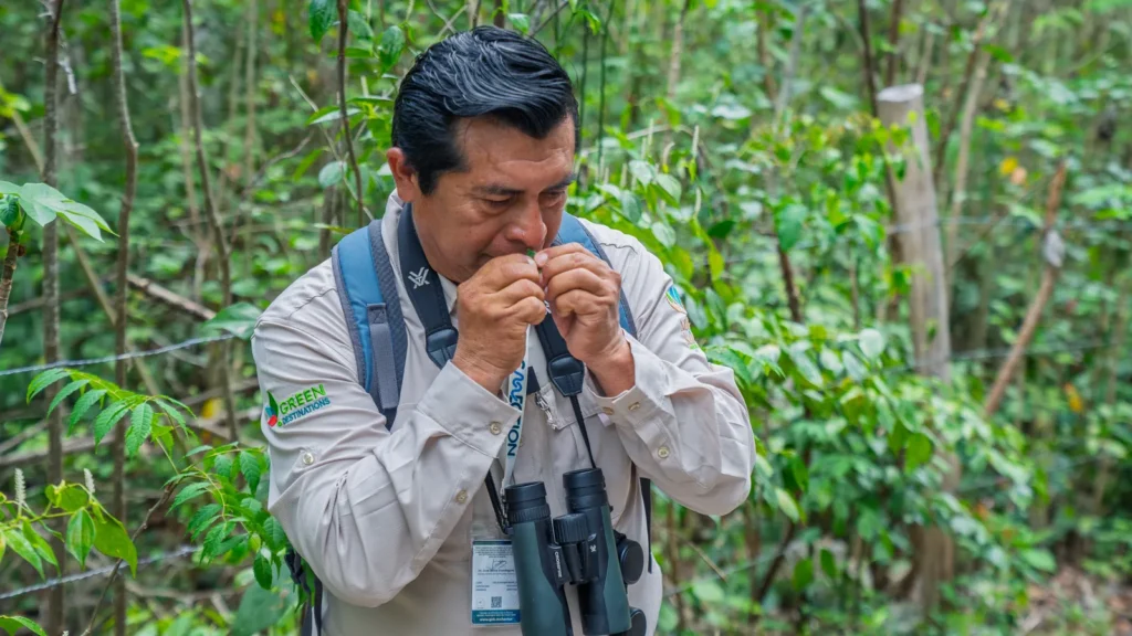 Guide smelling a medicinal leaf during the morning walk