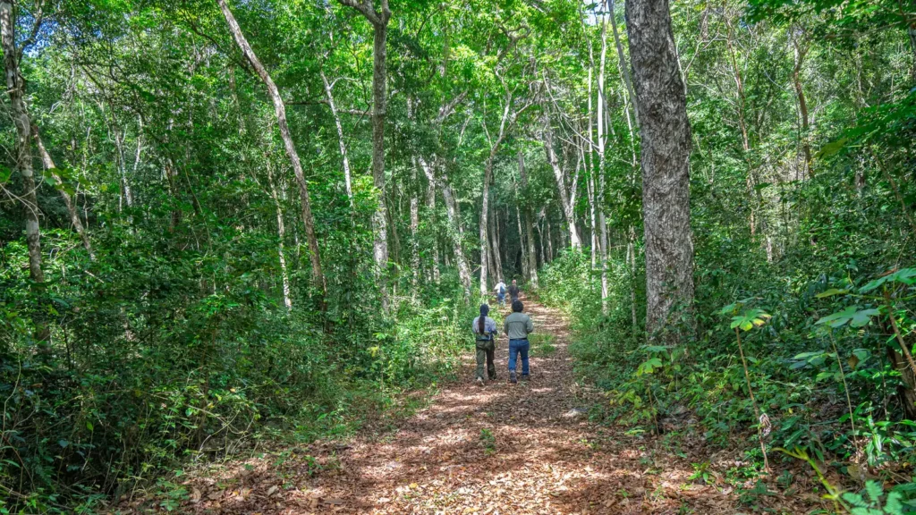 Shaded jungle trail on the community lands of Chunyaxché