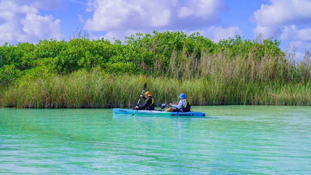 Kayakers paddling a turquoise channel framed by reeds and mangroves