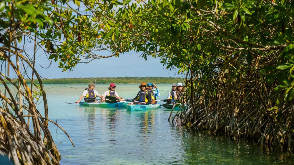 Kayaks seen through a frame of mangrove branches
