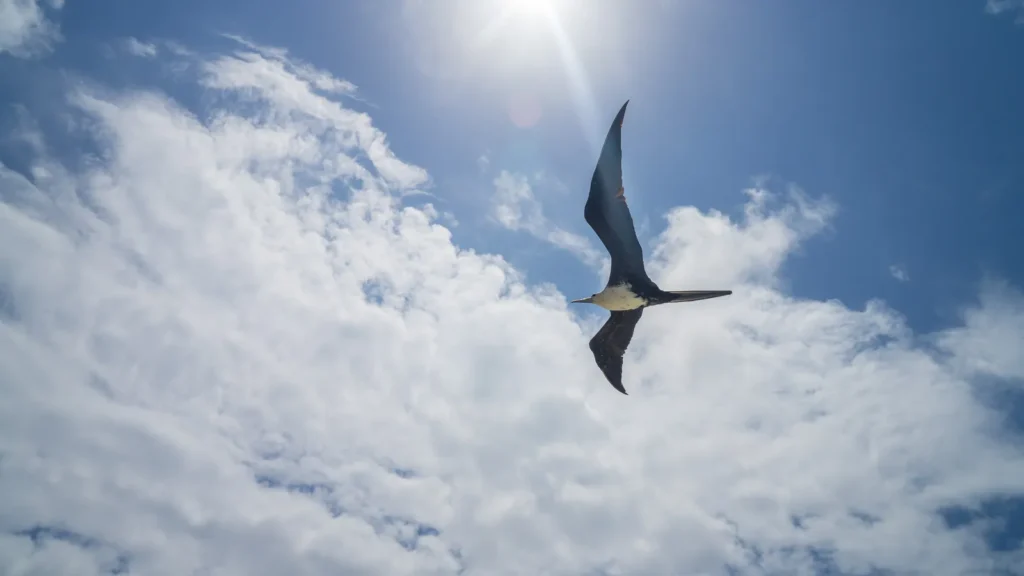 Magnificent frigatebird gliding against the sun and clouds