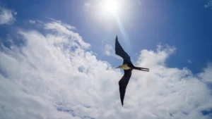 Magnificent frigatebird soaring under the midday sun