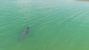 Aerial view of a manatee swimming in the green water of Capelchén Lagoon