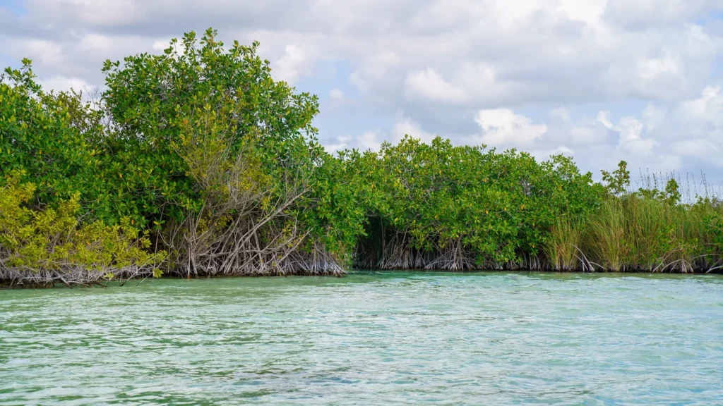 Mangrove islands rising from calm turquoise water in Sian Ka'an