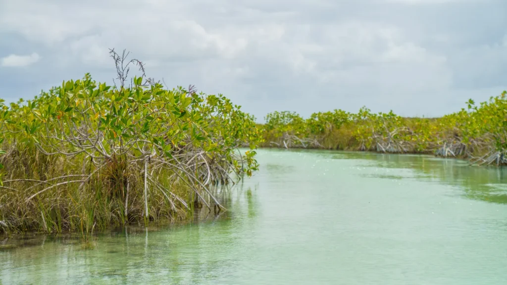 Calm canal lined with mangroves under a cloudy sky in Sian Ka'an