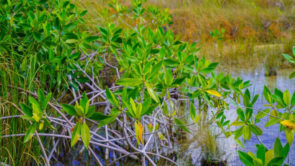 Mangrove roots and new leaves at the water's edge