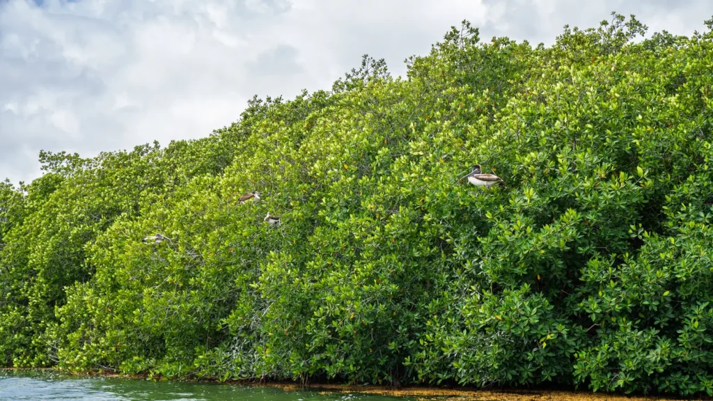 Wall of green mangroves along a lagoon of Sian Ka'an