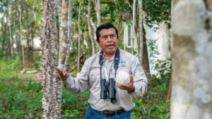 Maya bird guide with binoculars on a jungle trail of Chunyaxché