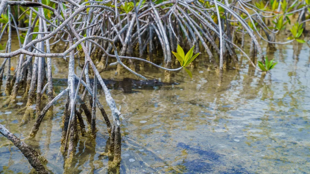 Arching red mangrove prop roots standing in shallow clear water