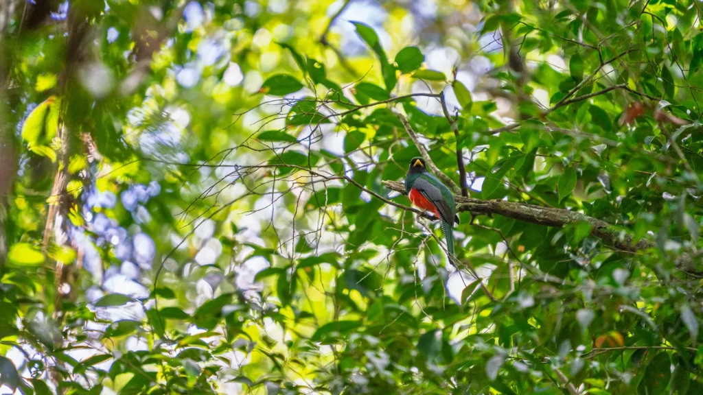 Trogon perched among the green leaves of the jungle canopy
