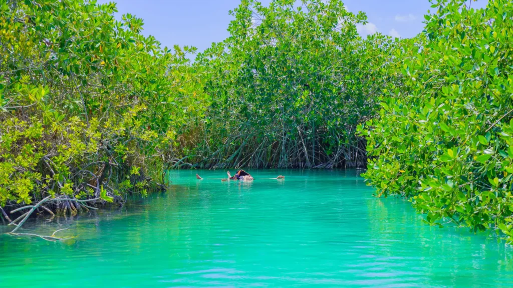 Turquoise canal running between green mangroves in Sian Ka'an